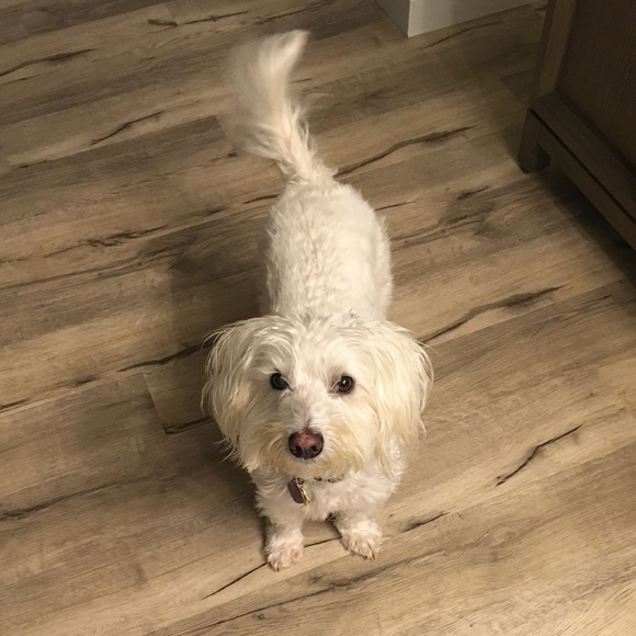 Meet your Posher, Cynthia - Picture 5 of 5